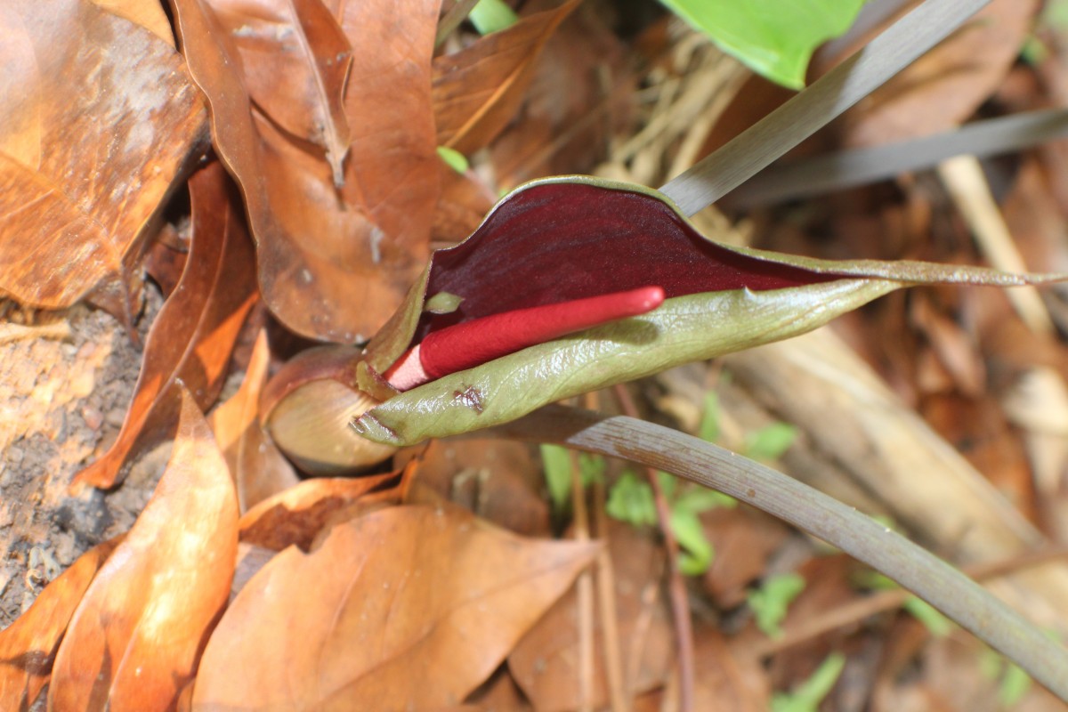 Typhonium trilobatum (L.) Schott